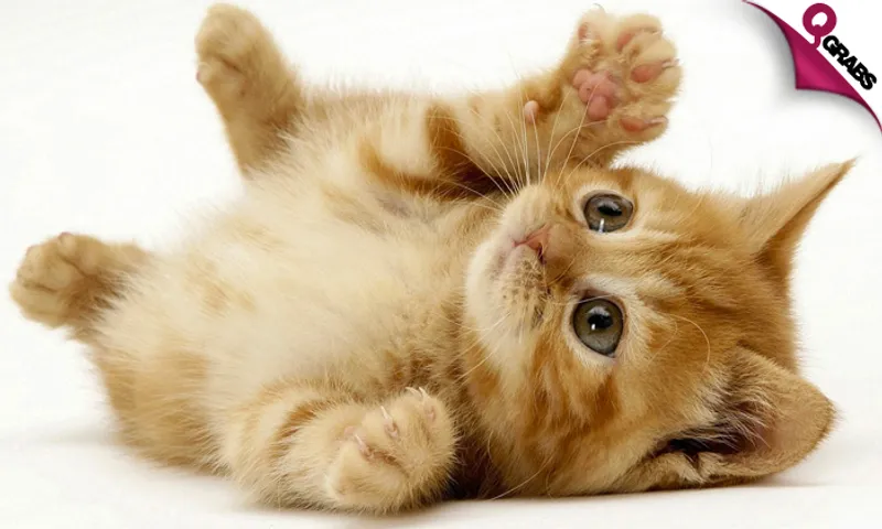 Essential Cat & Kitten Care Online Course!